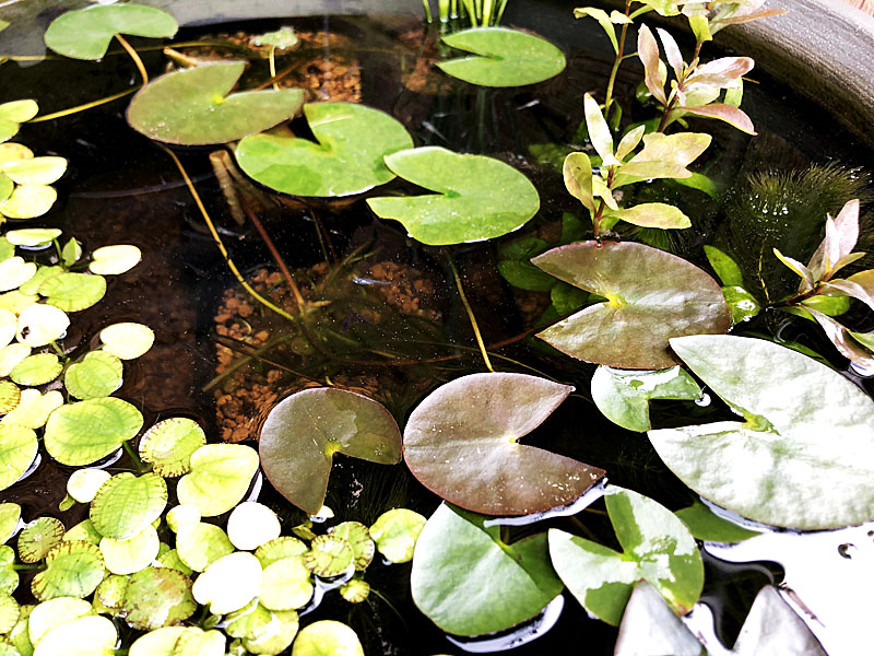 屋外で水草がふんだんに配置されていれば水換えが不要になる