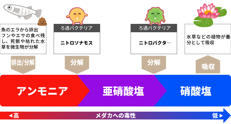 飼育水の浄化プロセス